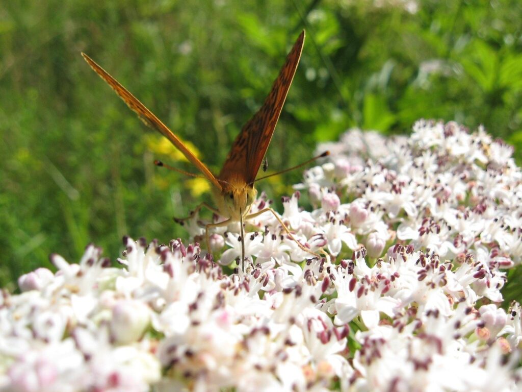 butterfly, walk elderberry, meadow